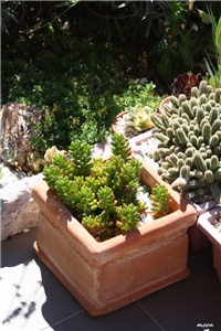 4eca2869-IMG_5902 sedum.jpg